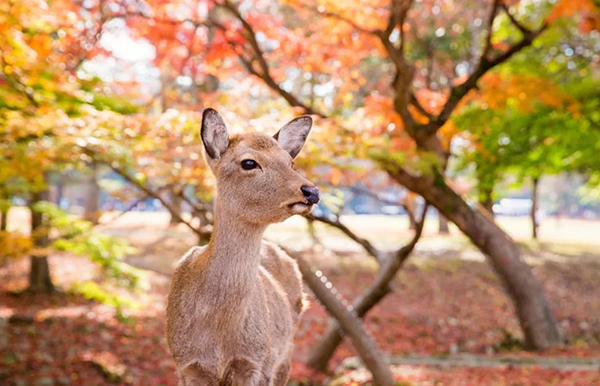 10月国内外旅行地推荐